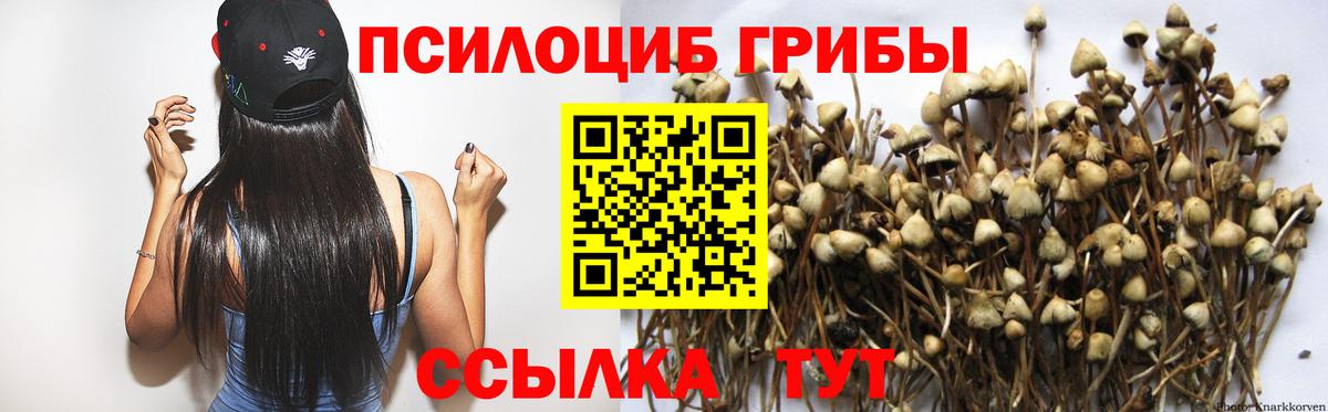 Галлюциногенные грибы Psilocybe Тихвин
